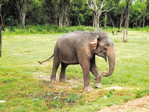 Če ste za sloni zaman oprezali v nacionalnih parkih in če so  vas žalostili  v verige vklenjeni tempeljski sloni, ne...