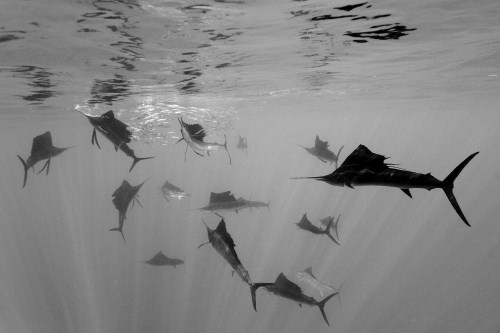 Atlantske jadrovnice pred polotokom Jukatan napadajo sardine. Nemec Reinhard Dirscherl je s podvodno fotografijo trenutka v...