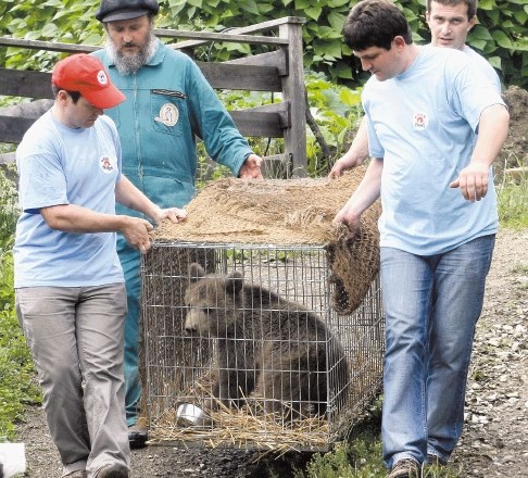 Iz zavetišča za prostoživeče živali na Muti so medveda Srečka včeraj s posebnim avtomobilom  odpeljali proti Romuniji, kjer...