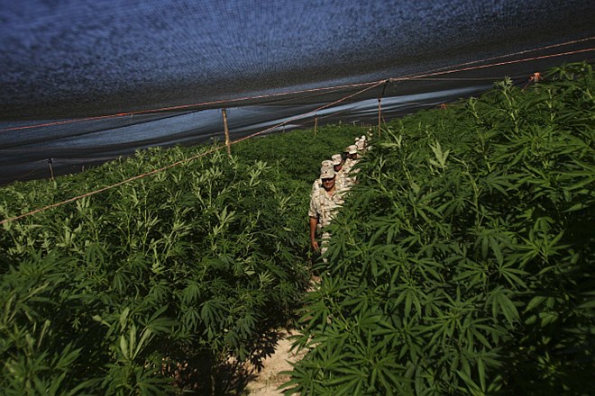 110 milijonov evrov: Mehiška vojska odkrila 120 hektarjev velik nasad marihuane