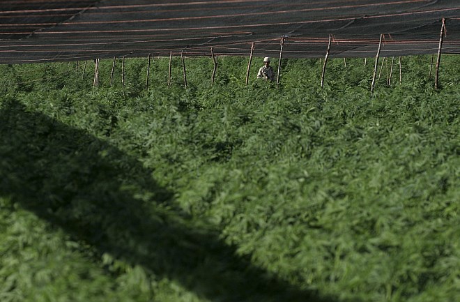 110 milijonov evrov: Mehiška vojska odkrila 120 hektarjev velik nasad marihuane