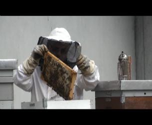 Francu Petrovčiču, ljubiteljskemu čebelarju, ki je zaposlen kot vodja obratovanja in vzdrževanja v CD, se je porodila ideja,...