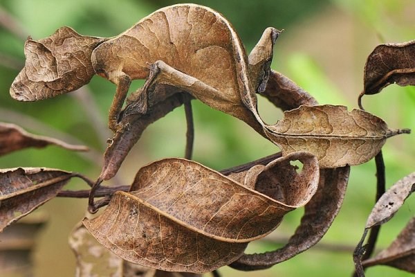 Primer madagaskarskega geka, ki je izpopolnil tehniko posebne podobnosti ... ali pa gre zgolj za listje.