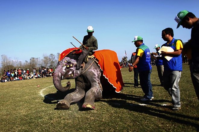 Foto: V Nepalu na izboru za najlepšega slona zmagala 15-letna Kali