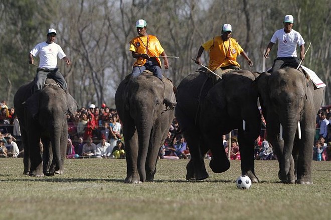 Foto: V Nepalu na izboru za najlepšega slona zmagala 15-letna Kali