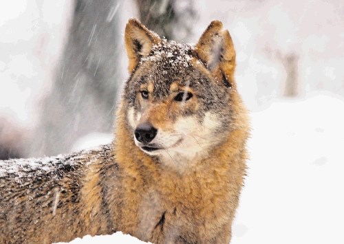 Sledenje volkovom v snegu s prostovoljci