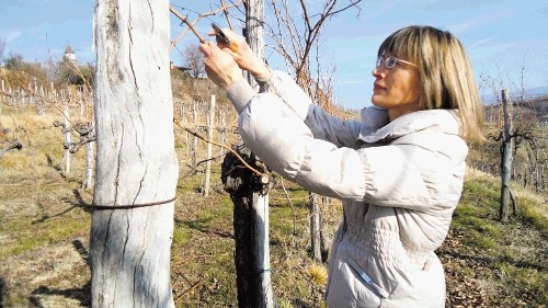 Dušica Šibav bedi nad tremi hektarji in pol površin vinogradov, na leto pa pridela okoli 20.000 litrov vina. V vinogradu ima...