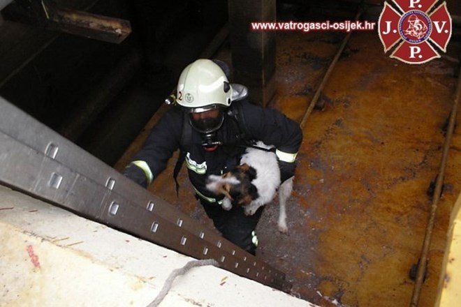 Gasilci iz rezervoarja z nevarnimi snovmi rešili psa, a jim je takoj pobegnil