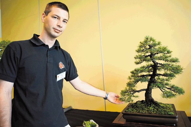 Salvatore Liporace, eden  najbolj znanih evropskih  bonsajistov,  ni mogel prehvaliti  slovenskega "materiala" – pinusa  muga...