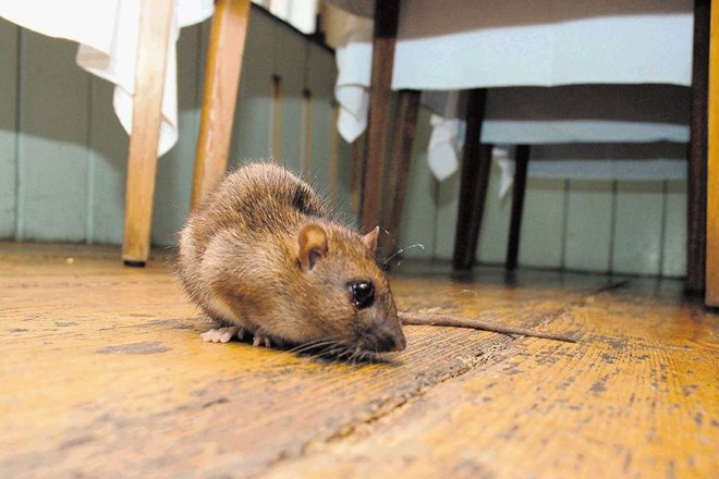 Letos je za mišjo mrzlico zbolelo že 54 ljudi, lani v enakem  času eden...