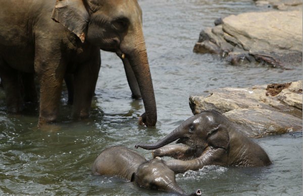 Slonji mladiči so uživali ob čofotanju v vodi.
