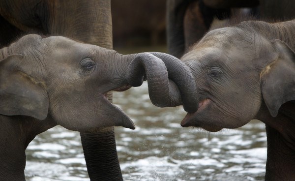 Foto: Oglejte si slonje sirote med živahnim čofotanjem v reki