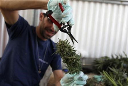 Izraelci razvili marihuano brez učinka omame
