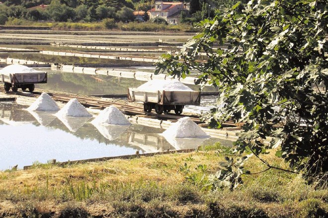 V strunjanskih solinah, ki obsegajo slabih 20 hektarjev, pridelajo dobro tretjino vse piranske soli.