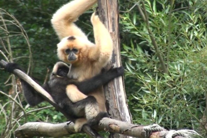 Mladički ljubljanskega živalskega vrta: od mini pujsov do opic
