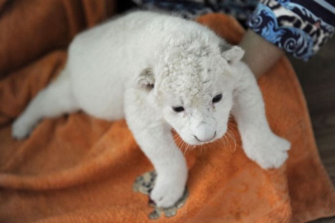 Foto: Pet albino levčkov osvojilo srca Ukrajincev