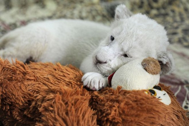 Foto: Pet albino levčkov osvojilo srca Ukrajincev