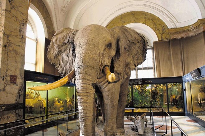 Obiskovalec Kraljevega muzeja Centralne Afrike že kmalu po  vstopu naleti na nagačenega slona, s katerim so Belgijci...