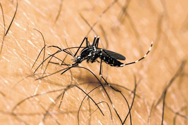 Komarje bodo testirali na okužbo z virusom Zahodnega Nila