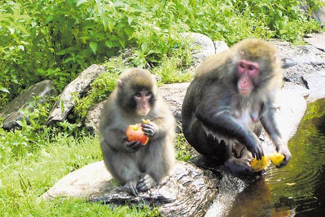 Opice v Avstriji? Da, prav ste prebrali. Okoli 140 simpatičnih predstavnic japonskih opic makaki boste srečali v naravnem...