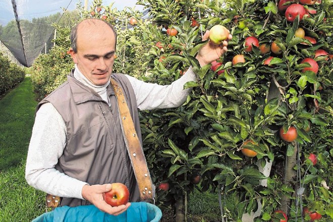 S pravimi ukrepi bi lahko omilili letošnji upad v pridelavi sadja