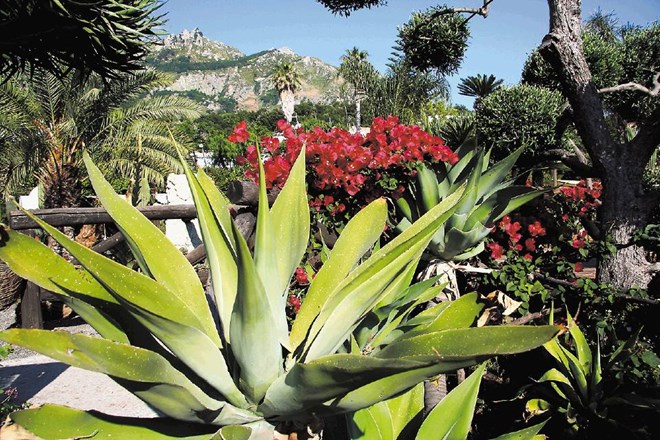 V parku Ravino na otoku Ischia je  bogata zbirka kaktej, debelolistnic in sredozemskih rastlin.