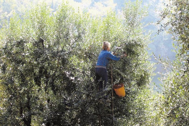 Obiranje starih oljk v Gradnem v Goriških brdih 