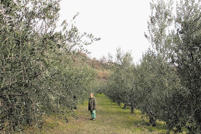Trenutno je v Goriških brdih z oljkami zasajenih okoli 200 hektarjev površin, te pa se vsako leto povečajo za približno deset...