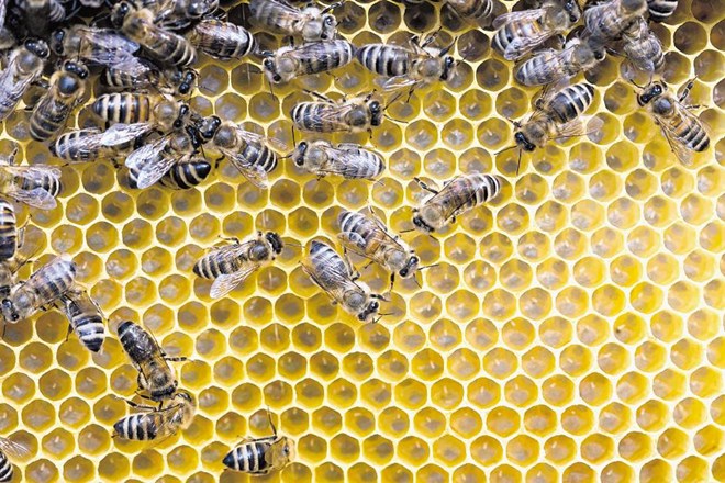 Slovensko čebelarstvo je po svetu najbolj znano po naši čebeli, kranjski sivki, saj je ozemlje Slovenije domovina kranjske...