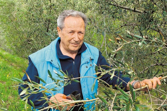 »Steklenica oljčnega olja, ki ga pridela resen slovenski oljkar,  na prodajni polici ne more stati  manj kot deset evrov, saj...