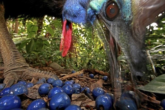 Christian Ziegler iz Nemčije v kategoriji Narava osvojil prvo mesto s sliko ogroženega južnega kazuarja, kako se hrani....
