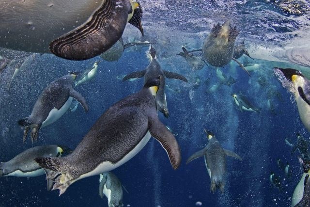 Paul Nicklen iz Kanade je fotograf National Geographica. Na natečaju je dobil nagrado za serijo fotografij Cesarski pingvin....