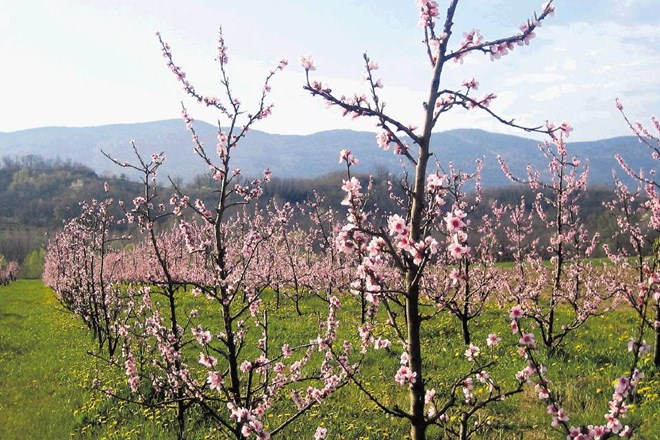 Breskova drevesa v Vipavski dolini bodo kmalu zacvetela, pridelovalci pa ne vedo, kam bodo prodali plodove. 