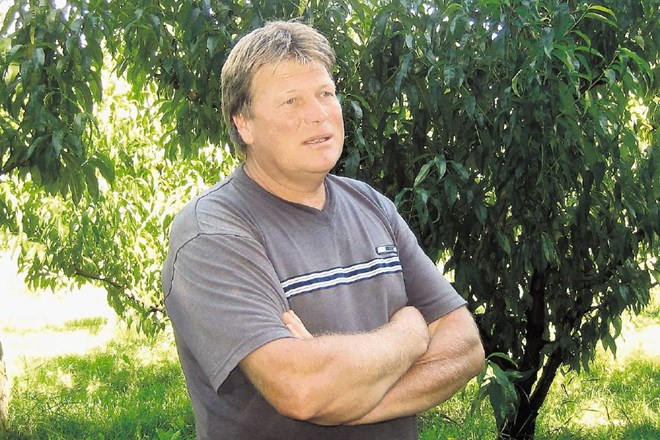 Franc Vodopivec, eden največjih pridelovalcev breskev v Vipavski dolini: Breskve za predelavo ne moremo prodati kot konzumne....