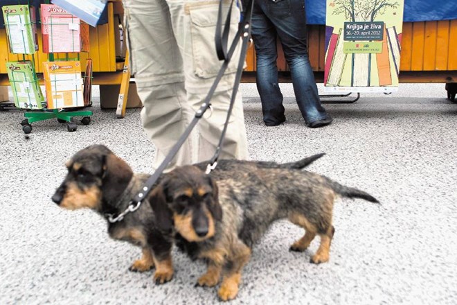 Na Kinološki zvezi Slovenije so prepričani, da bi lahko pse cepili le na vsaka tri leta, strošek za lastnike pa ne bi smel...