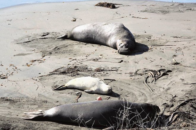 Slonji tjulnji vsako zimo zasedejo obalo Kalifornije. 