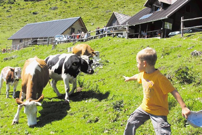Na Gorenjskem potrebujejo poleti okoli 50 pastirjev. 
