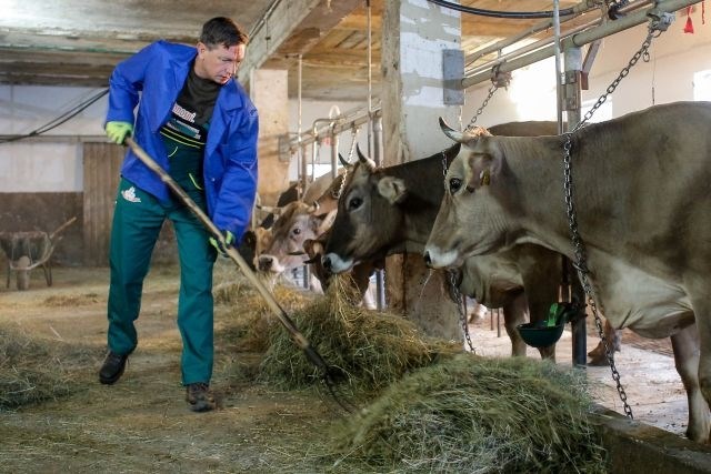 Pahor na kmetiji čistil hlev, živino peljal na pašo, kosil, cepil drva in mesil kruh (foto)