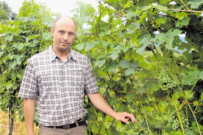 Vinogradnik s Trške Gore Marko Cvelbar opozarja na še eno slabo stran zaraščanja. »Jezni vinogradniki, ki bodo opuščali...