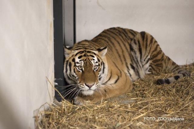 V ljubljanski ZOO prispela sibirska tigra: “Samica je socializirana dama, samec prvobiten divjak” (foto)