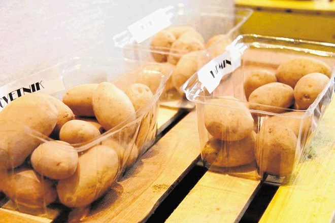 Prve sorte slovenskega krompirja so si morali za razstavo sposoditi v genetski banki Kmetijskega inštituta Slovenije. 