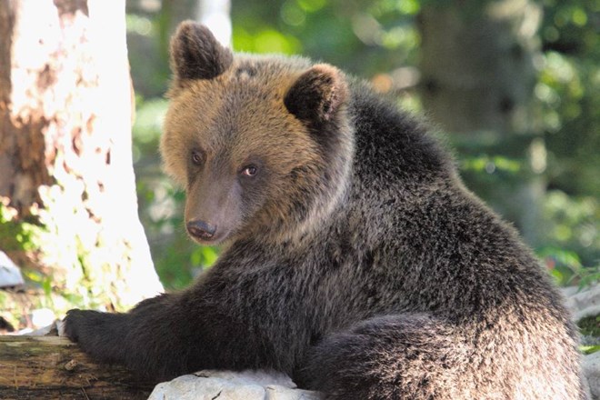 Lovci izvajajo v Sloveniji enega najhujših odstrelov rjavega medveda v svetovnem merilu, saj je iz narave vsako leto...