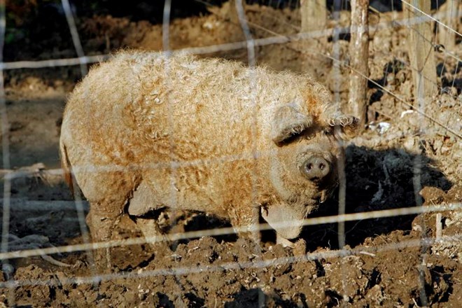Mangalice na prvi pogled spominjajo na ščetinaste ovce. Ker se vse leto prosto pasejo, se pozimi obrastejo z dlako kot ovce,...