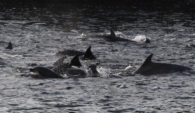 Pokol delfinov: morje se je od krvi obarvalo rdeče (foto in video)