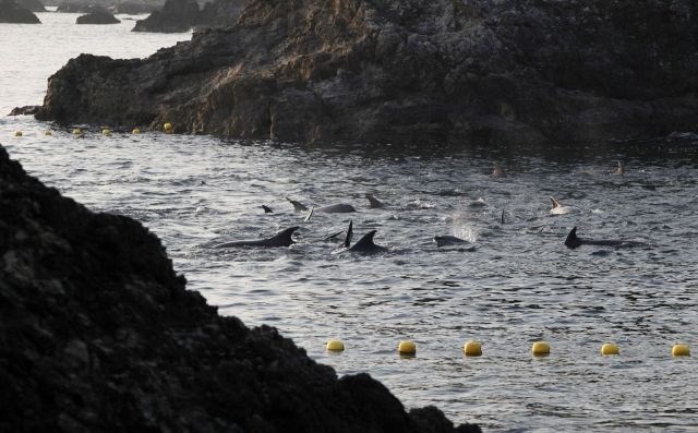 Pokol delfinov: morje se je od krvi obarvalo rdeče (foto in video)