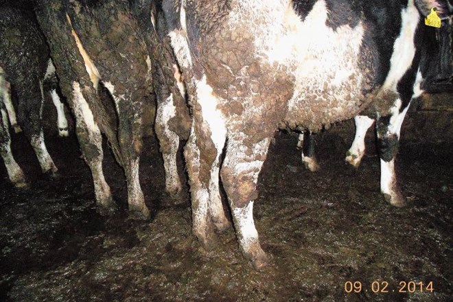 Bi pili mleko krave, ki živi v takih razmerah? 