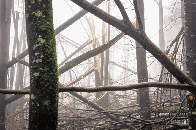 Oražem: Škode v gozdovih ne bomo več ocenjevali