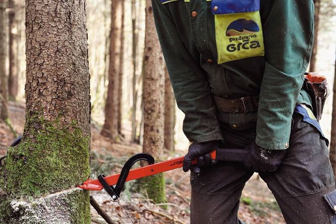 Ročno gozdarsko orodje še zdaleč ni pozabljeno, niti pri profesionalni sečnji. 