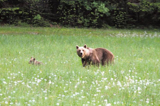 Prebivalci v Posočju nimajo toliko izkušenj z medvedi in zaščito svojega imetja kot ljudje na območjih, kjer so bili medvedi...
