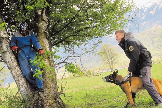 Policijski službeni pes se z zlikovcem najprej »prijazno« pomeni in prikliče vodnika. Če je nuja, se lahko pomenita tudi...